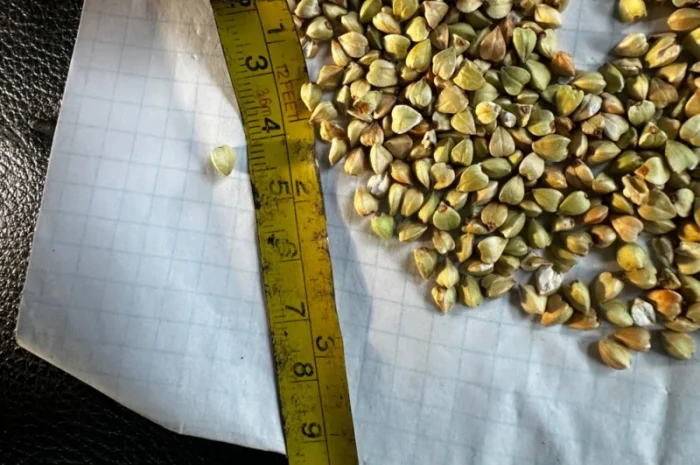 Зелена гречка та проділ зеленої гречки ( крупа, січка- фото № 3