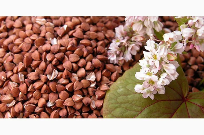 Гречка. Крупа гречневая оптом- фото № 1