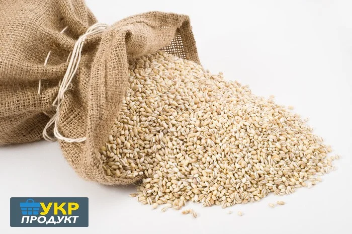 Крупа перлова ОПТ- фото № 1