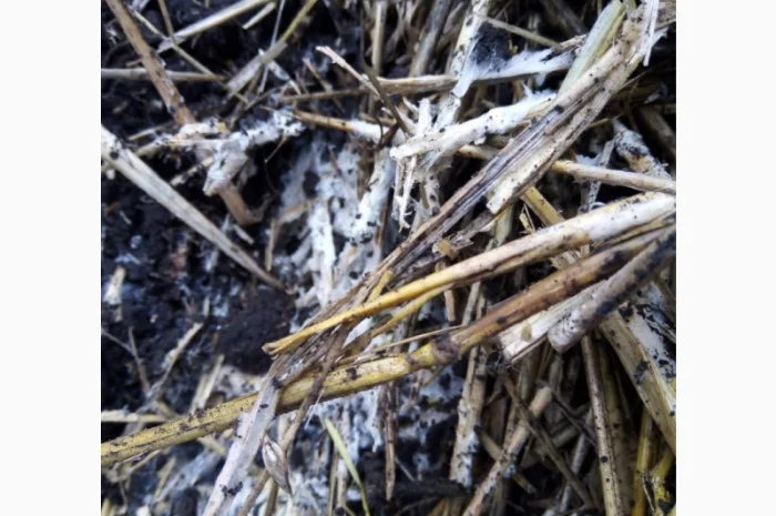 Бактерии для улучшения качества почвы- фото № 1