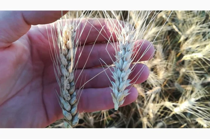 Макро и микроэлементы в КАС для повышения урожайности- фото № 1