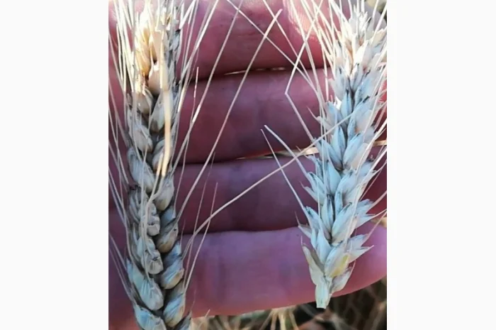 Макро и микроэлементы в КАС- фото № 2