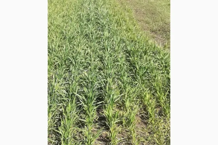 Гумат Калия Куриный+биогумус- фото № 1