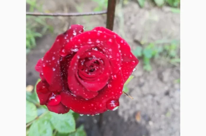 Гумат Калия Куриный+биогумус- фото № 2