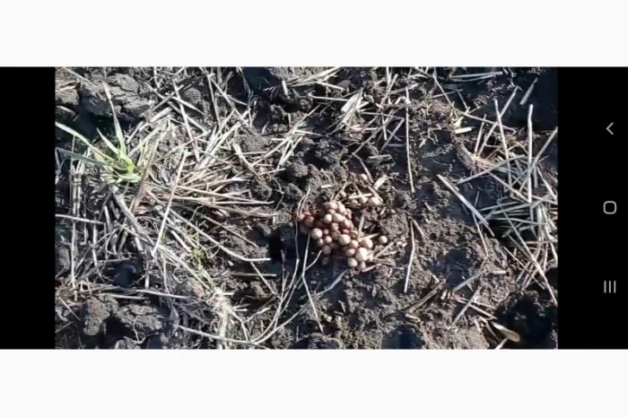 Деструктор поживних решток- фото № 1