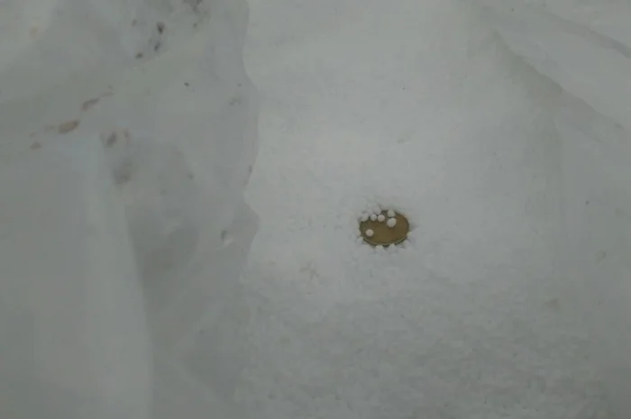 Карбамід 46, 2% Азербайджан <SOCAR- фото № 4