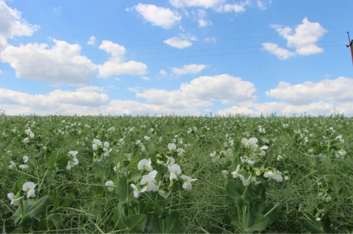 Инокулянты для гороха- фото № 1