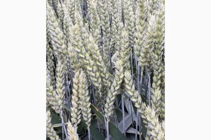 Живой Гумат Калия из биогумуса- фото № 1