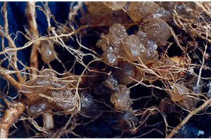 Суперабсорбент MaxiMarin, гідрогель- фото № 2