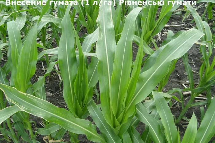 Гумат калия, Концентрат-1л. на 300л воды! Стимулятор роста- фото № 3