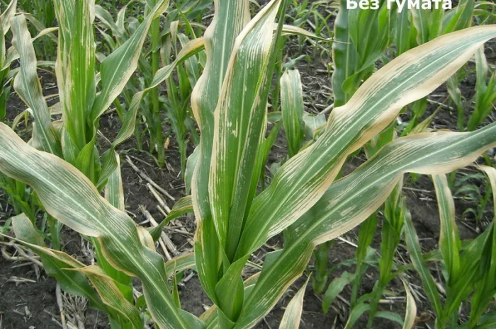 Гумат калия, Концентрат-1л. на 300л воды! Стимулятор роста- фото № 4