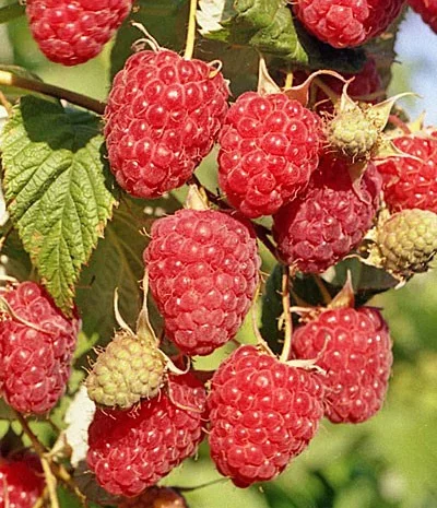 Добрива для малини- фото № 2