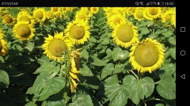 Удобрение для подсолнечника. Хелатный мультимикрокомплекс БОР 202 от производителя- фото № 1