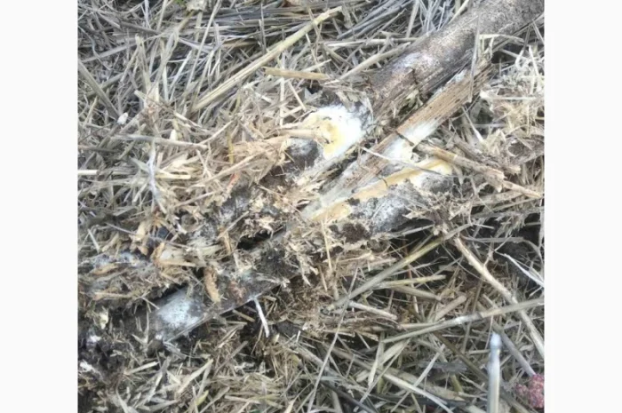 Деструктор стерни+удобрение для улучшения качества почвы- фото № 1