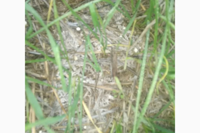 Деструктор стерни+удобрение для улучшения качества почвы- фото № 2