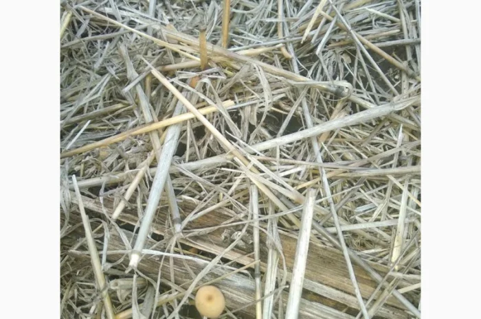 Деструктор стерни+удобрение для улучшения качества почвы- фото № 3