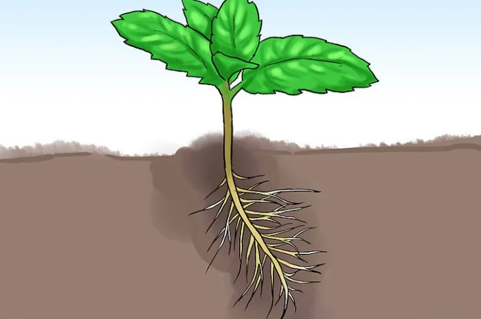 Пробиотики для растений и востановления жизни Земли- фото № 1