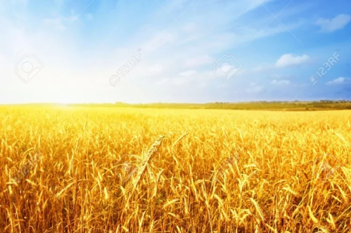 Нитроаммофоска NPK 10:40- фото № 1