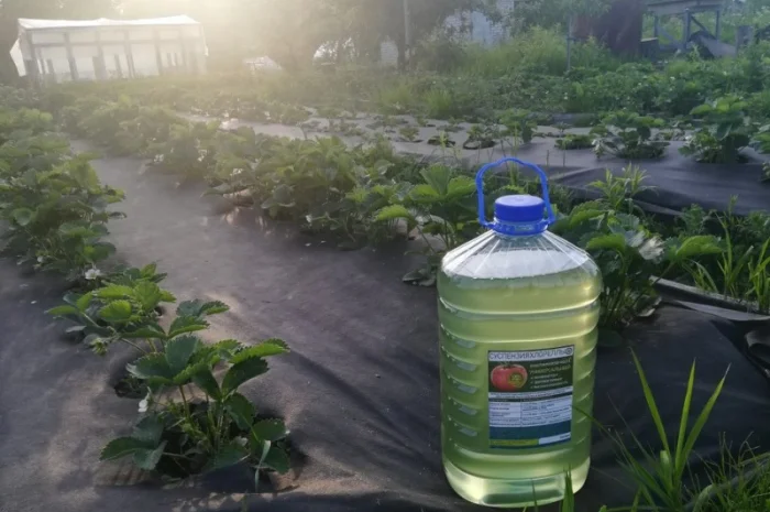 Культуральна середа хлорели для ефективного рослинництва- фото № 1