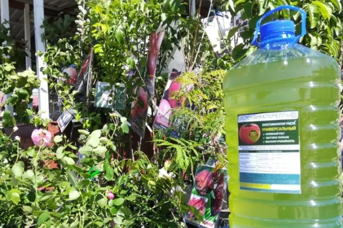 Культуральна середа хлорели для ефективного рослинництва- фото № 2