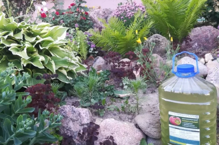 Культуральна середа хлорели для ефективного рослинництва- фото № 6