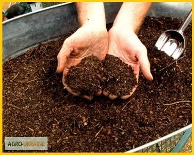 Перепелиный помет - экологическое удобрение- фото № 2