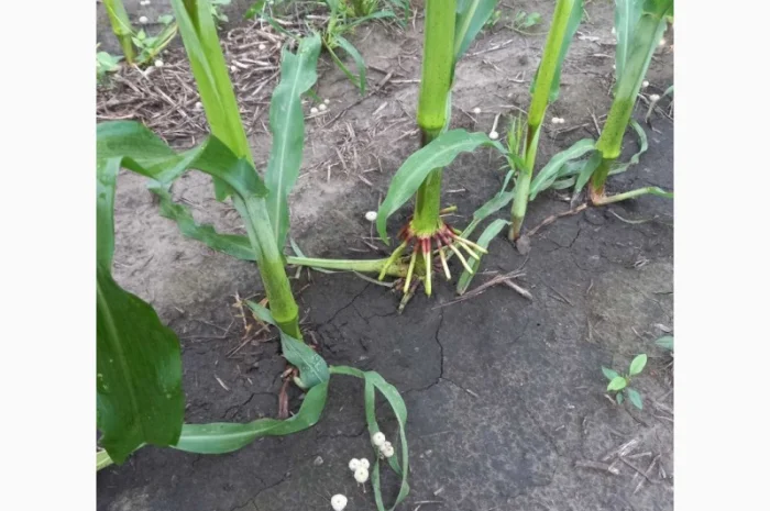 Деструктор пожнивных остатков +удобрение для улучшения структуры и качества почвы- фото № 2