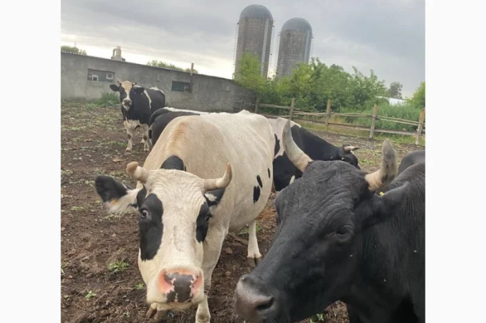 Коровяк Сыпец Перегной коровий в мешках Киев и область- фото № 1