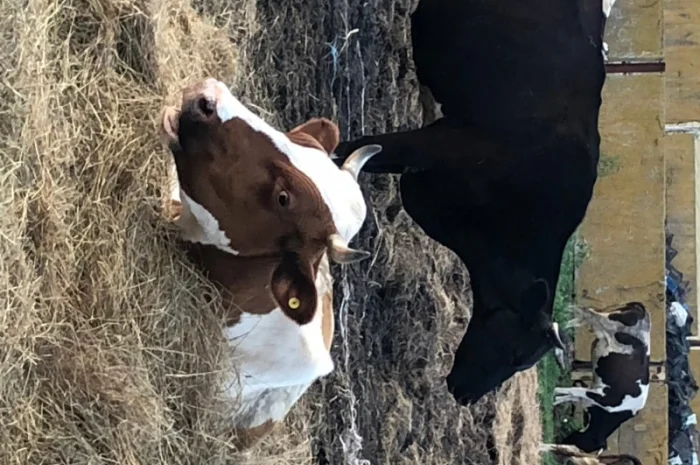 Коровяк Сыпец Перегной коровий в мешках Киев и область- фото № 3