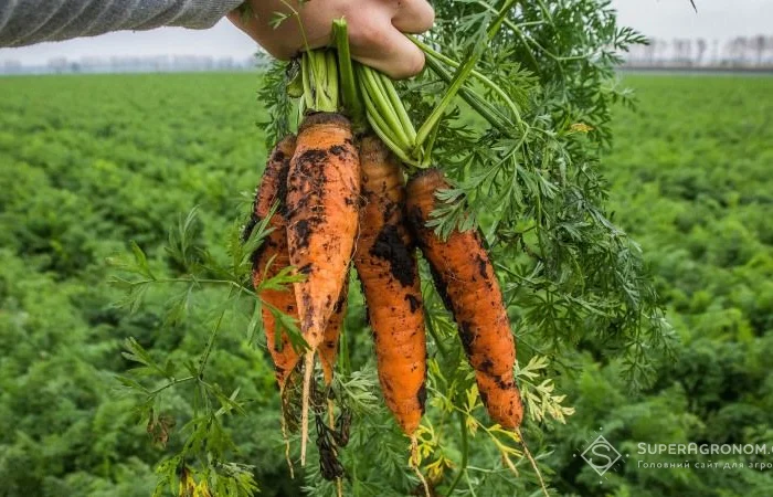 Перегной в мешках киев Перегной Киевская область- фото № 1