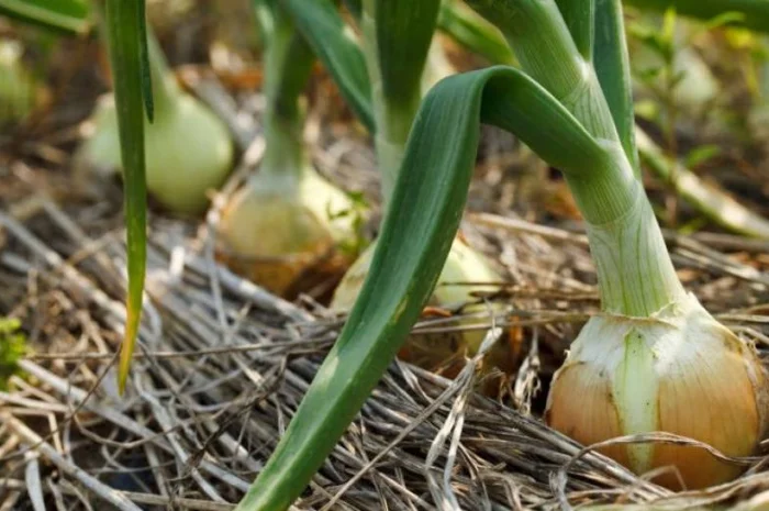 Перегной в мешках киев Перегной Киевская область- фото № 8