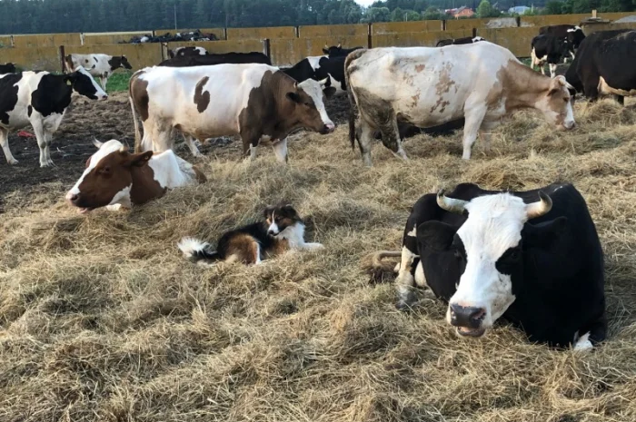 Коровий перегной Киев Коровяк в мешках Киев Перегной- фото № 1