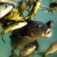 Актарофіт (рідка форма) 1кг Біопрепарат-біодескрутор- фото № 1