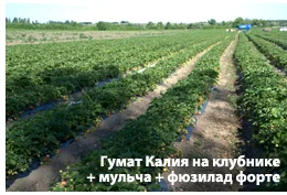 Стимулятор роста!Гумат калия, Концентрат-1л. на 300л воды- фото № 4