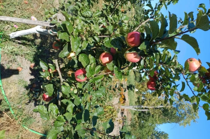 Продам БІОГУМУС Органічне добриво- фото № 5