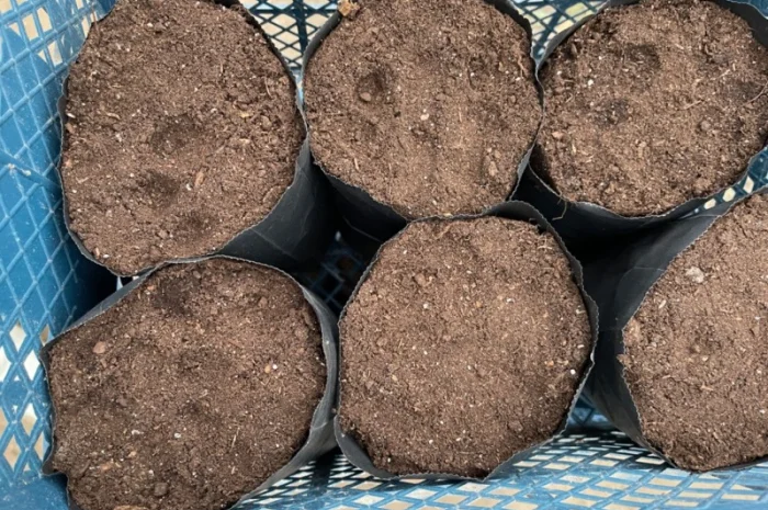 Продам торф, родючий грунт, земля для розсади- фото № 4