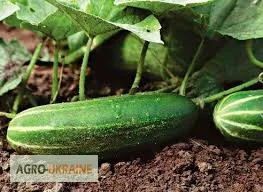 Чернозем для сада огорода Киев Грунт в мешках Киев Почва Киев- фото № 8