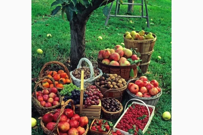 Грунт Чернозем в мешках купить Киев и область Чернозем Ирпень Стоянка- фото № 14