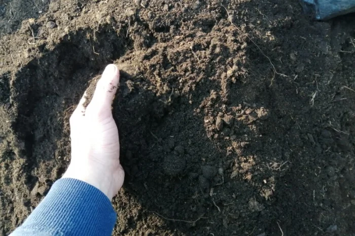 Чернозем Борщаговка Чернозем в мешках Борщаговка Доставка Перегной в мешках- фото № 6