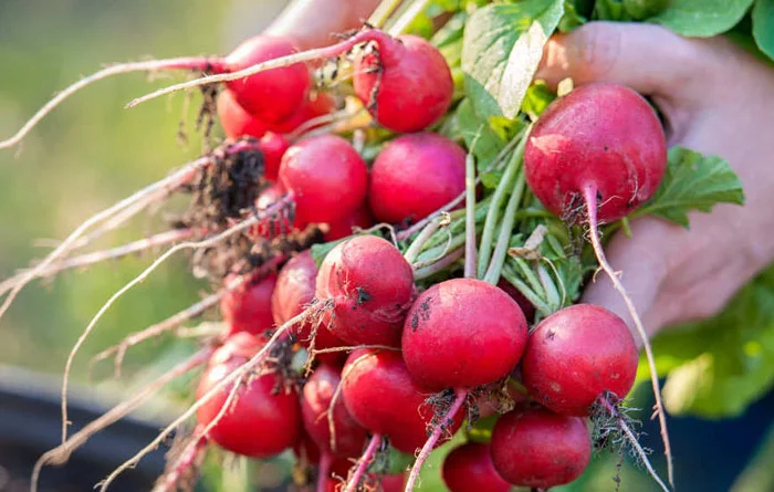 Чернозем в мешках Новоселки Хотов Грунт Чернозем Теремки Голосеевский район- фото № 10