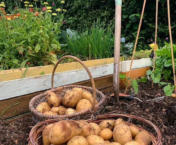 Чернозем в мешках Конча-Заспа Козын Доставка чернозема Конча-Заспа- фото № 2