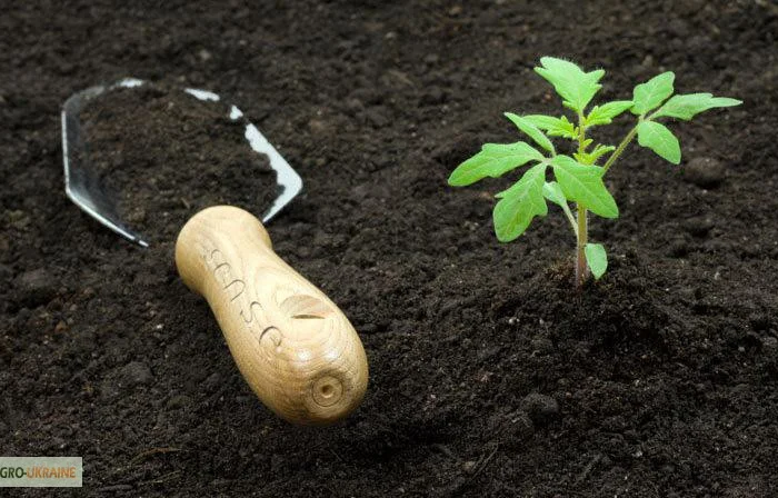 Чернозем земля для цветов Киев Земля для роз Грунт для цветов Киев- фото № 5