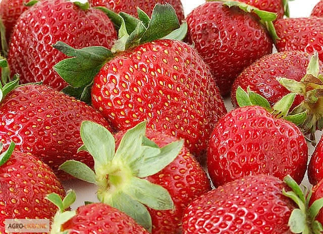 Плодючий чорнозем в мішках – доставка по Києву- фото № 1