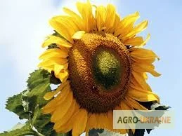 Продам Хелат Бора от производителя- фото № 2