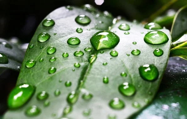 Смачивающее, увлажняющее средство, влагоудерживатель для грунта, торфа, субстрата- фото № 1