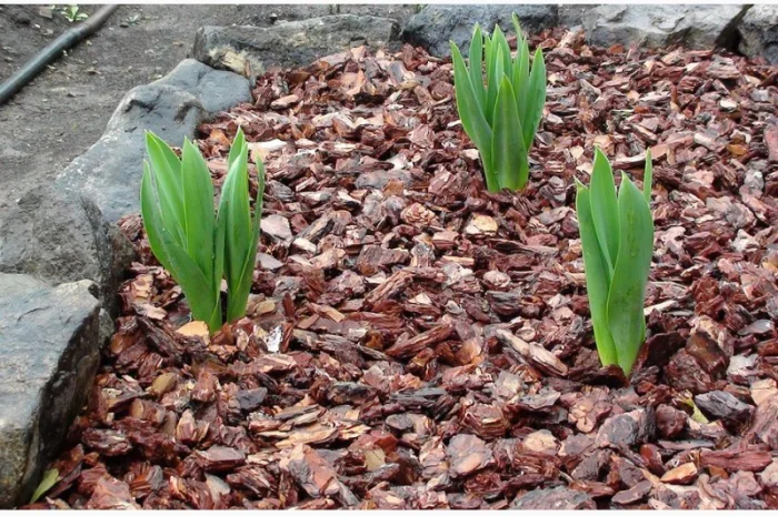 Кора сосновая для мульчирования Мульча Киев Киевская область- фото № 3