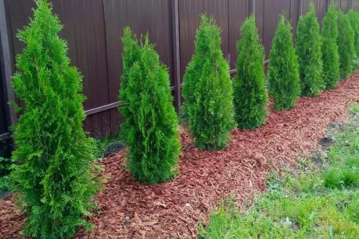 Кора сосновая Мульча Киевская область Киев- фото № 1