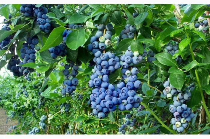 Торф верховой купить Киев Торф кислый Киевская область Торф для голубики рыжий продажа- фото № 5