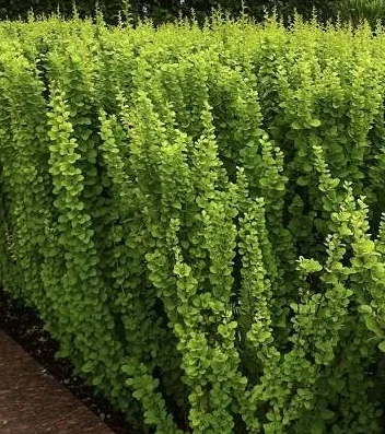 Барбарис "Erecta"- фото № 1