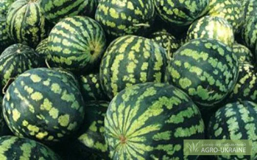 Планриз - биопрепарат для защиты растений от болезней- фото № 1